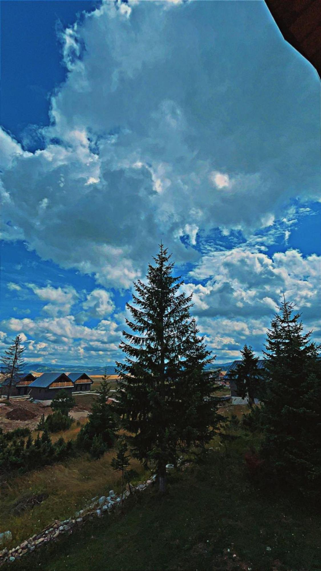 Dandelion * Zabljak (Zabljak)